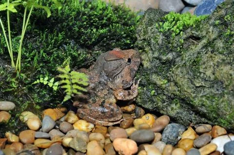 Rare frog Foto stock
