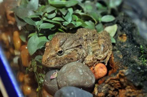 Rare frog Stock Photos