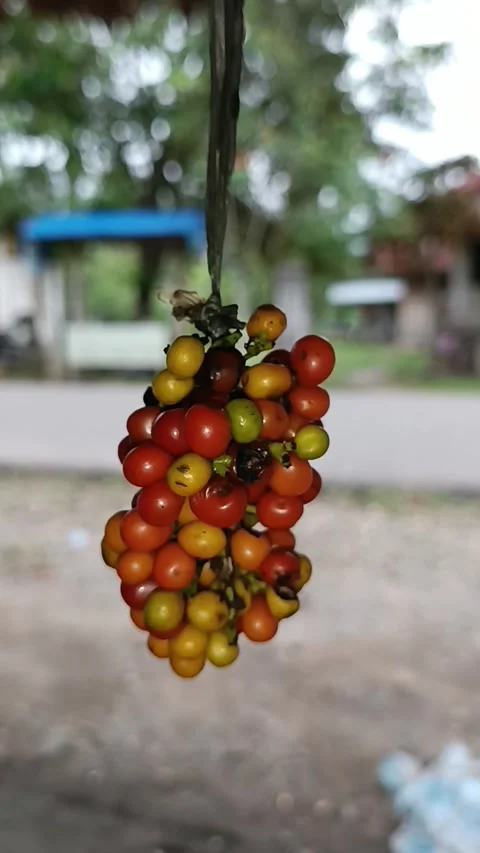 Rare fruit 動画素材 220700240