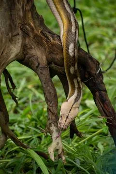 Rare genetically bred reticulated python Stock Photos