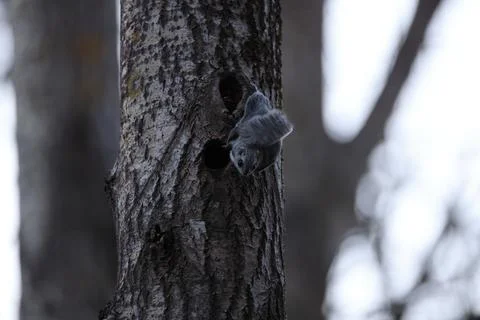 A rare glimpse of the flying squirrel Pteromys volans  in the last evening .. Stock Photos