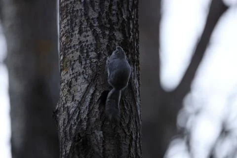 A rare glimpse of the flying squirrel Pteromys volans  in the last evening .. Stock Photos