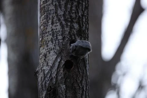 A rare glimpse of the flying squirrel Pteromys volans  in the last evening .. Stock Photos