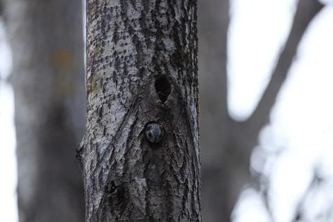 A rare glimpse of the flying squirrel Pteromys volans  in the last evening .. Stock Photos