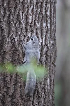 A rare glimpse of the flying squirrel Pteromys volans  in the last evening .. Stock Photos