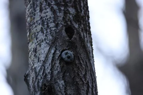 A rare glimpse of the flying squirrel Pteromys volans  in the last evening .. Stock Photos