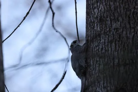 A rare glimpse of the flying squirrel Pteromys volans  in the last evening .. Stock Photos