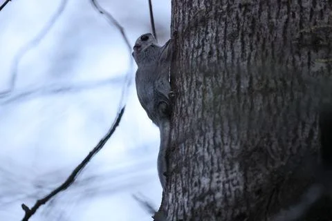 A rare glimpse of the flying squirrel Pteromys volans  in the last evening .. Stock Photos