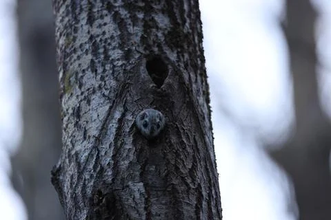A rare glimpse of the flying squirrel Pteromys volans  in the last evening .. Stock Photos