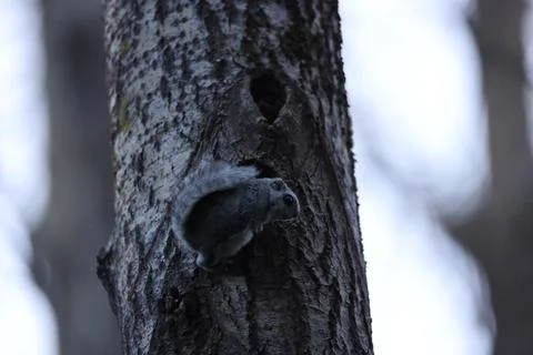 A rare glimpse of the flying squirrel Pteromys volans  in the last evening .. Stock Photos