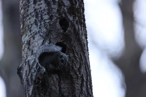 A rare glimpse of the flying squirrel Pteromys volans  in the last evening .. Stock Photos