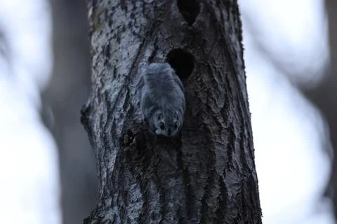 A rare glimpse of the flying squirrel Pteromys volans  in the last evening .. Stock Photos