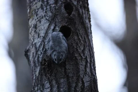 A rare glimpse of the flying squirrel Pteromys volans  in the last evening .. Stock Photos