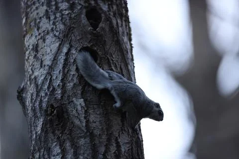 A rare glimpse of the flying squirrel Pteromys volans  in the last evening .. Stock Photos