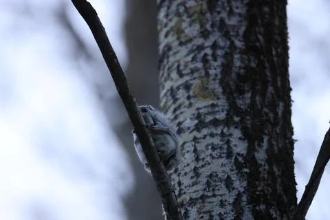 A rare glimpse of the flying squirrel Pteromys volans  in the last evening .. Stock Photos