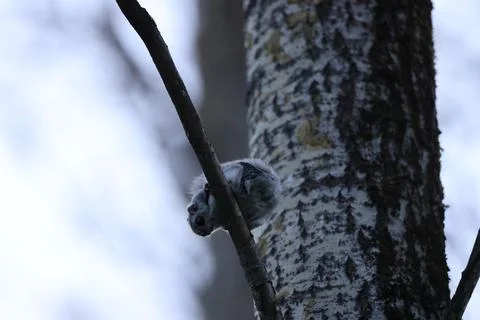 A rare glimpse of the flying squirrel Pteromys volans  in the last evening .. Stock Photos