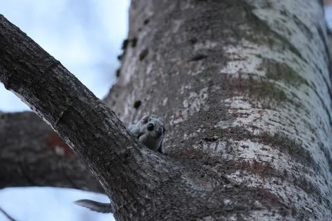 A rare glimpse of the flying squirrel Pteromys volans  in the last evening .. Stock Photos