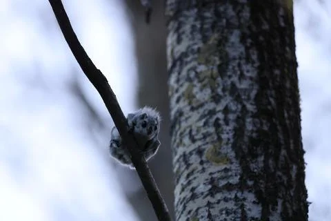 A rare glimpse of the flying squirrel Pteromys volans  in the last evening .. Stock Photos