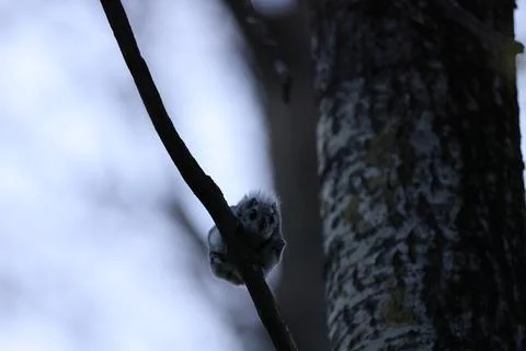 A rare glimpse of the flying squirrel Pteromys volans  in the last evening .. Stock Photos