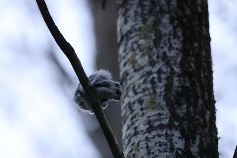 A rare glimpse of the flying squirrel Pteromys volans  in the last evening .. Stock Photos