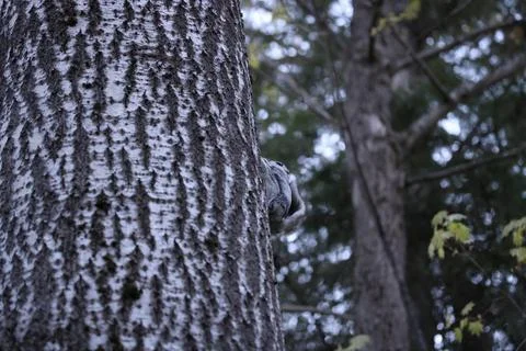 A rare glimpse of the flying squirrel Pteromys volans  in the last evening .. Stock Photos