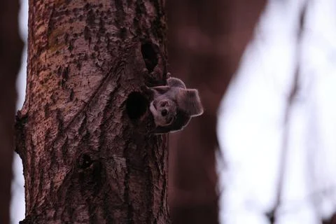 A rare glimpse of the flying squirrel Pteromys volans  in the last evening .. Stock Photos