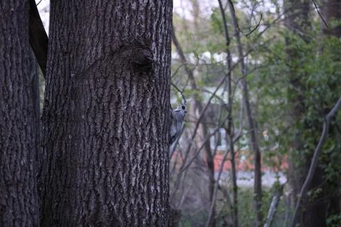 A rare glimpse of the flying squirrel Pteromys volans  in the last evening .. Stock Photos