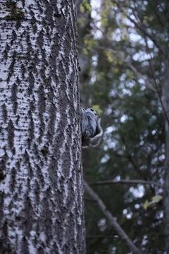 A rare glimpse of the flying squirrel Pteromys volans  in the last evening .. Stock Photos