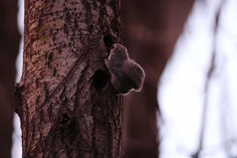 A rare glimpse of the flying squirrel Pteromys volans  in the last evening .. Stock Photos