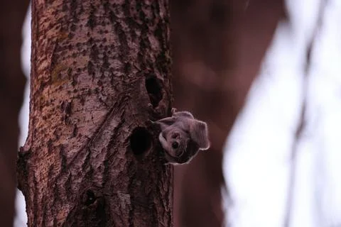A rare glimpse of the flying squirrel Pteromys volans  in the last evening .. Stock Photos