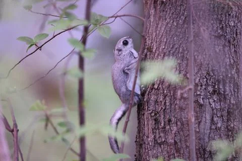 A rare glimpse of the flying squirrel Pteromys volans  in the last evening .. Stock Photos