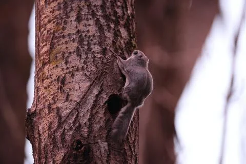 A rare glimpse of the flying squirrel Pteromys volans  in the last evening .. Stock Photos