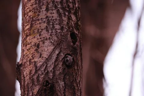 A rare glimpse of the flying squirrel Pteromys volans  in the last evening .. Stock Photos