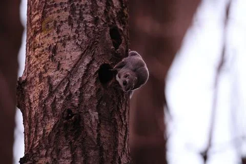 A rare glimpse of the flying squirrel Pteromys volans  in the last evening .. Stock Photos