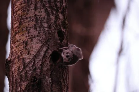 A rare glimpse of the flying squirrel Pteromys volans  in the last evening .. Stock Photos