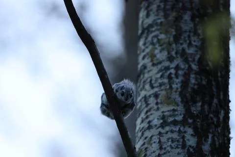 A rare glimpse of the flying squirrel Pteromys volans  in the last evening .. Stock Photos