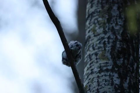 A rare glimpse of the flying squirrel Pteromys volans  in the last evening .. Stock Photos