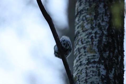 A rare glimpse of the flying squirrel Pteromys volans  in the last evening .. Stock Photos