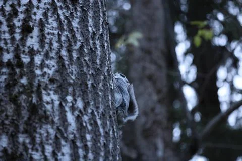 A rare glimpse of the flying squirrel Pteromys volans  in the last evening .. Stock Photos