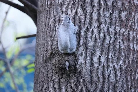 A rare glimpse of the flying squirrel Pteromys volans  in the last evening .. Stock Photos