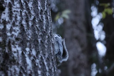 A rare glimpse of the flying squirrel Pteromys volans  in the last evening .. Stock Photos