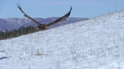 Rare golden eagle flying in the snow slow motion Stock Footage