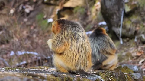 Rare Golden Monkey Climbing Up Old Tree Trunk 4K Video stock 335011496