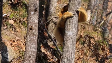 Rare Golden Monkey Eating Leaves on Tree Branch 4 库存影片 335007341