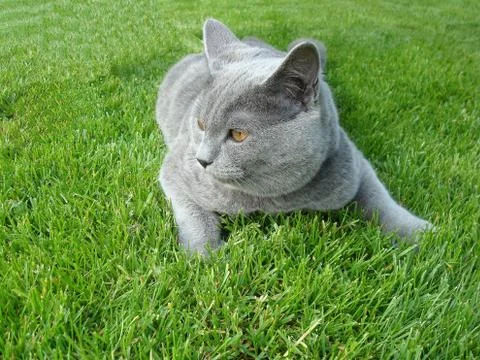 Rare gray cat Stock Photos