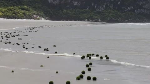 Rare green algae ocean balls washing up on beach in active surf 動画素材 295234972