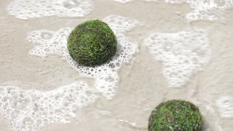 Rare green algae ocean balls on beach, closeup with sea foam 動画素材 295236443