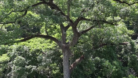 Rare Harpy eagle has nest in crown of large tree in Bolivian jungle Stock Footage 304401858