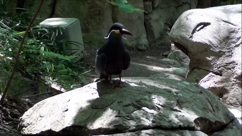 Rare Inca Tern Bird Standing On Big Rocks In Forest Stock Footage 76007977