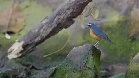 Rare: Indian Blue Robin foraging on a mossy stream rock among forest leaf Stock Footage 333222275